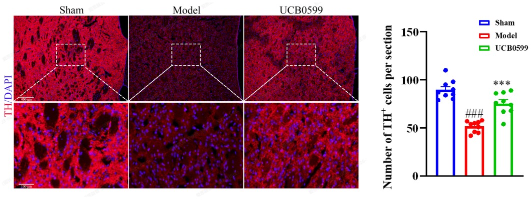 TH IF in the Striatum after UCB0599 treatment