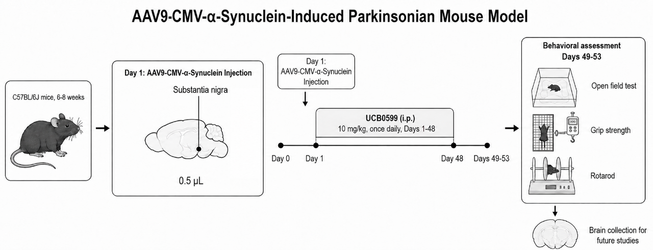 Experimental Flow Design of AAV9-CMV-α-Synuclein-Induced Mouse Model