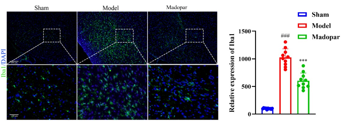 Iba1 IF in the Substantia Nigra