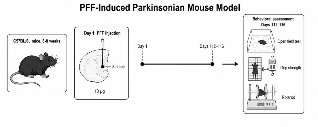 Experimental Flow Design of PFF-Induced Mouse Model