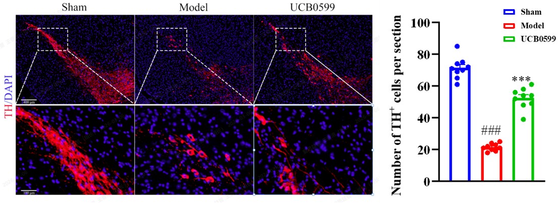 TH IF in the Substantia Nigra after UCB0599 treatment