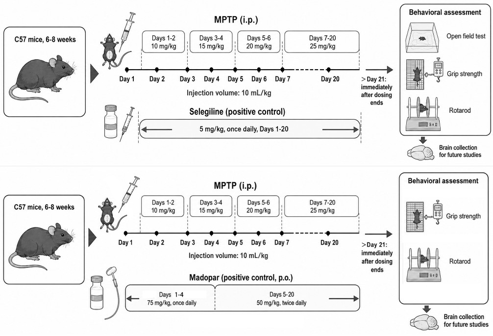 Experimental Flow Design of MPTP-Induced Mouse Model